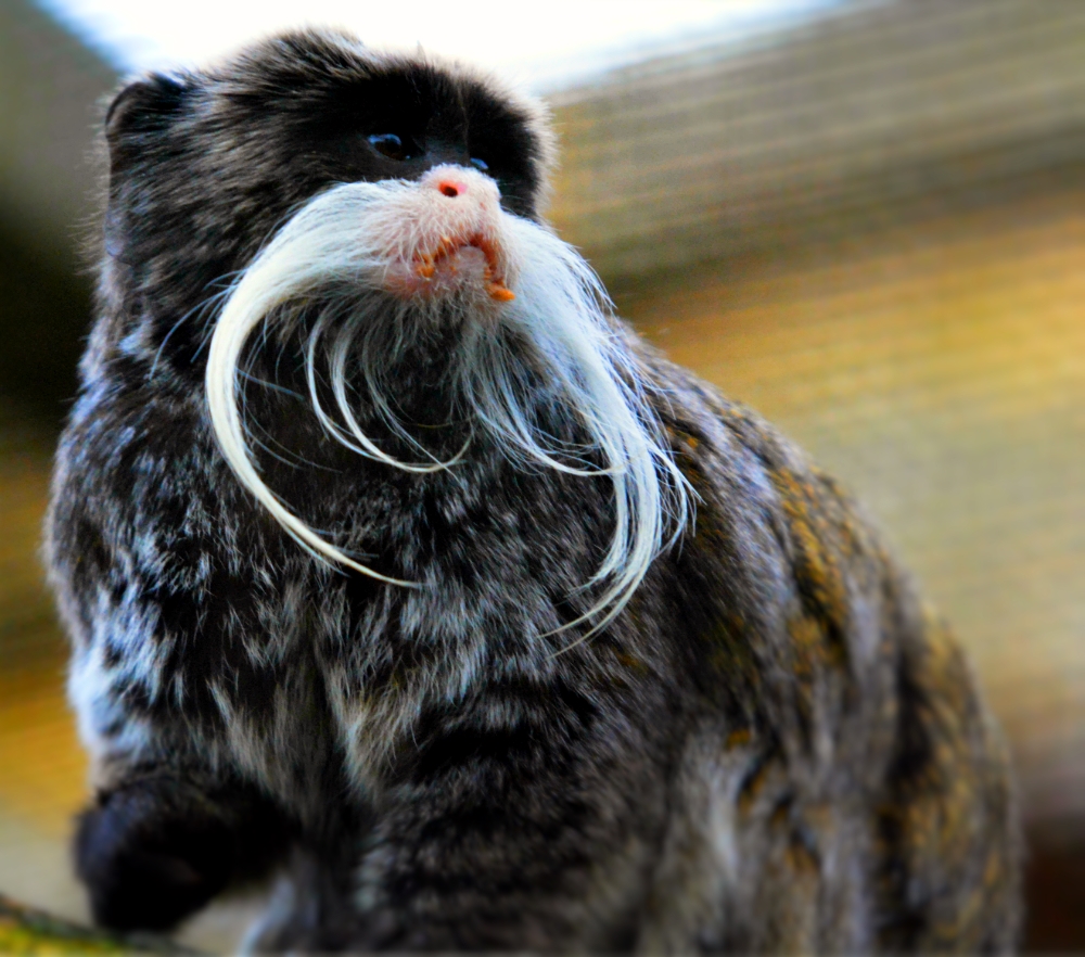 Emperor Tamarin