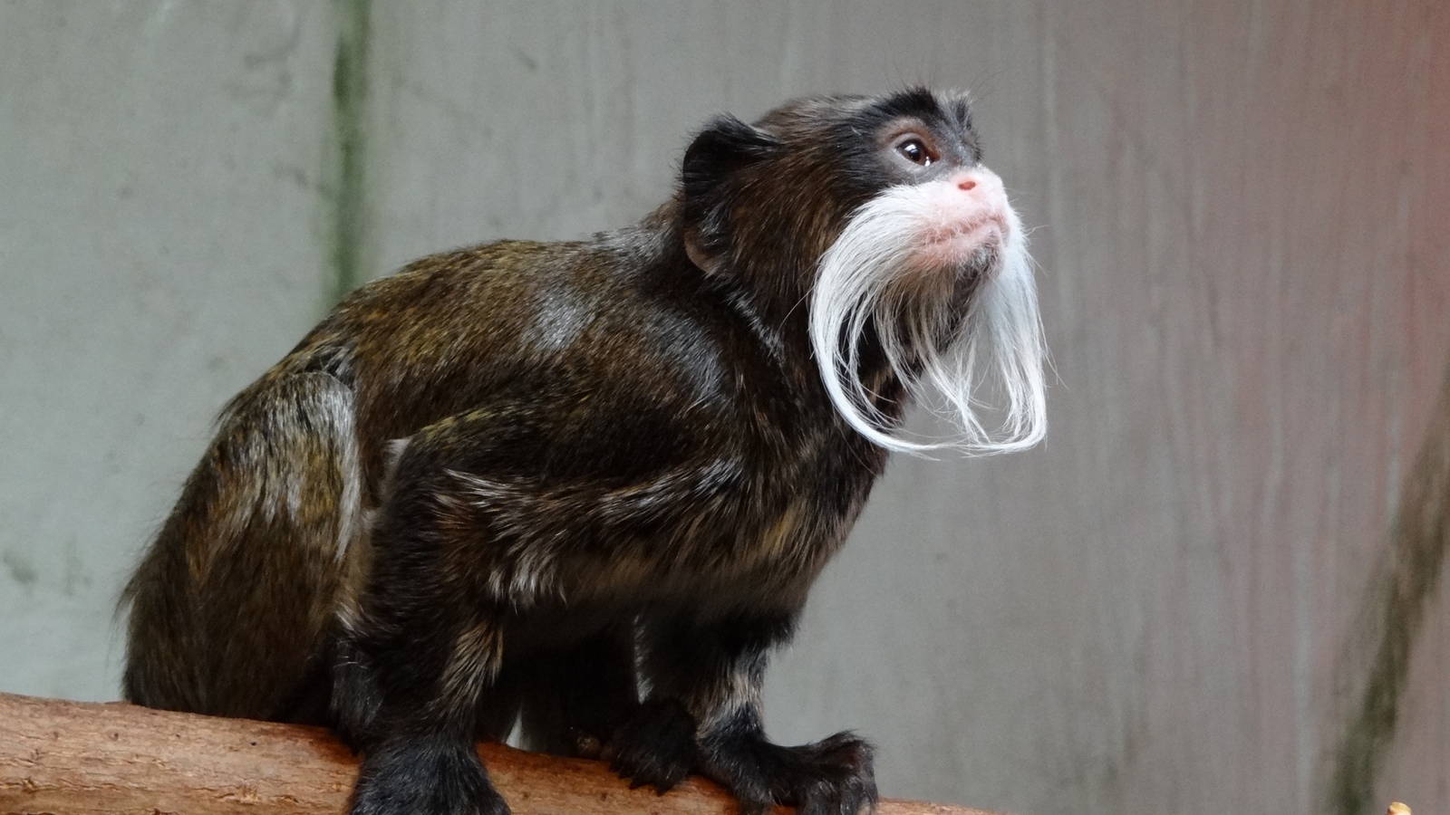 Emperor Tamarin
