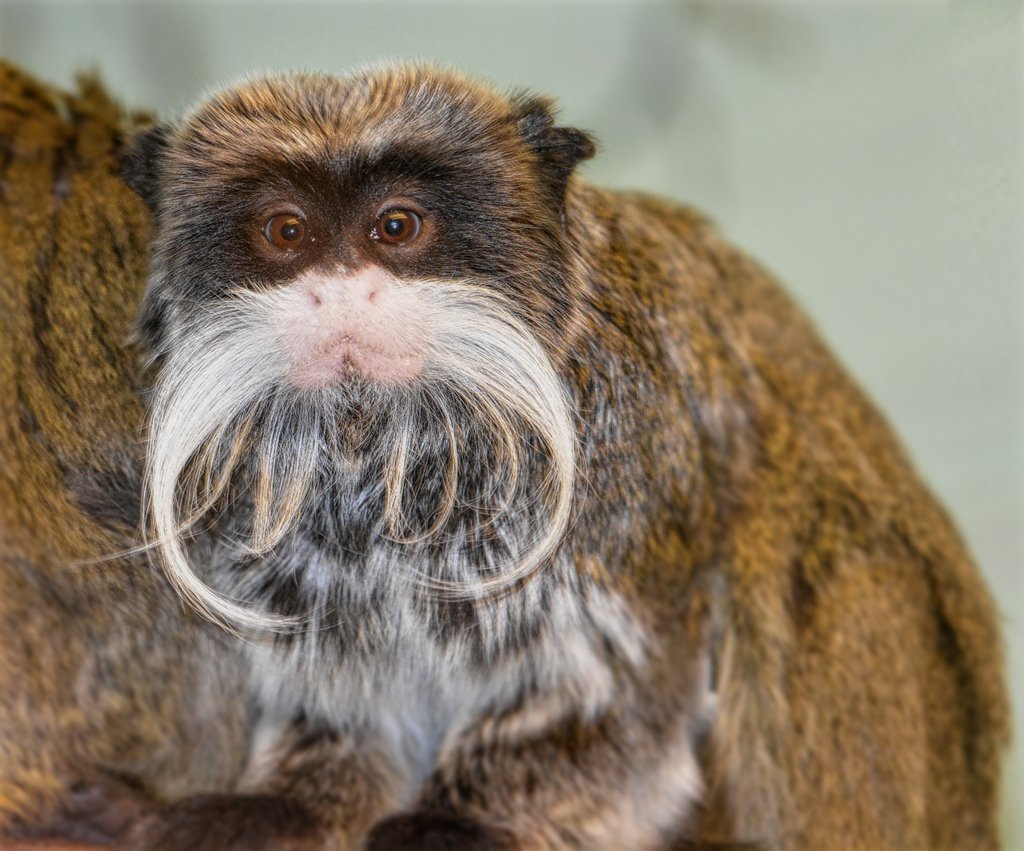 Emperor tamarin