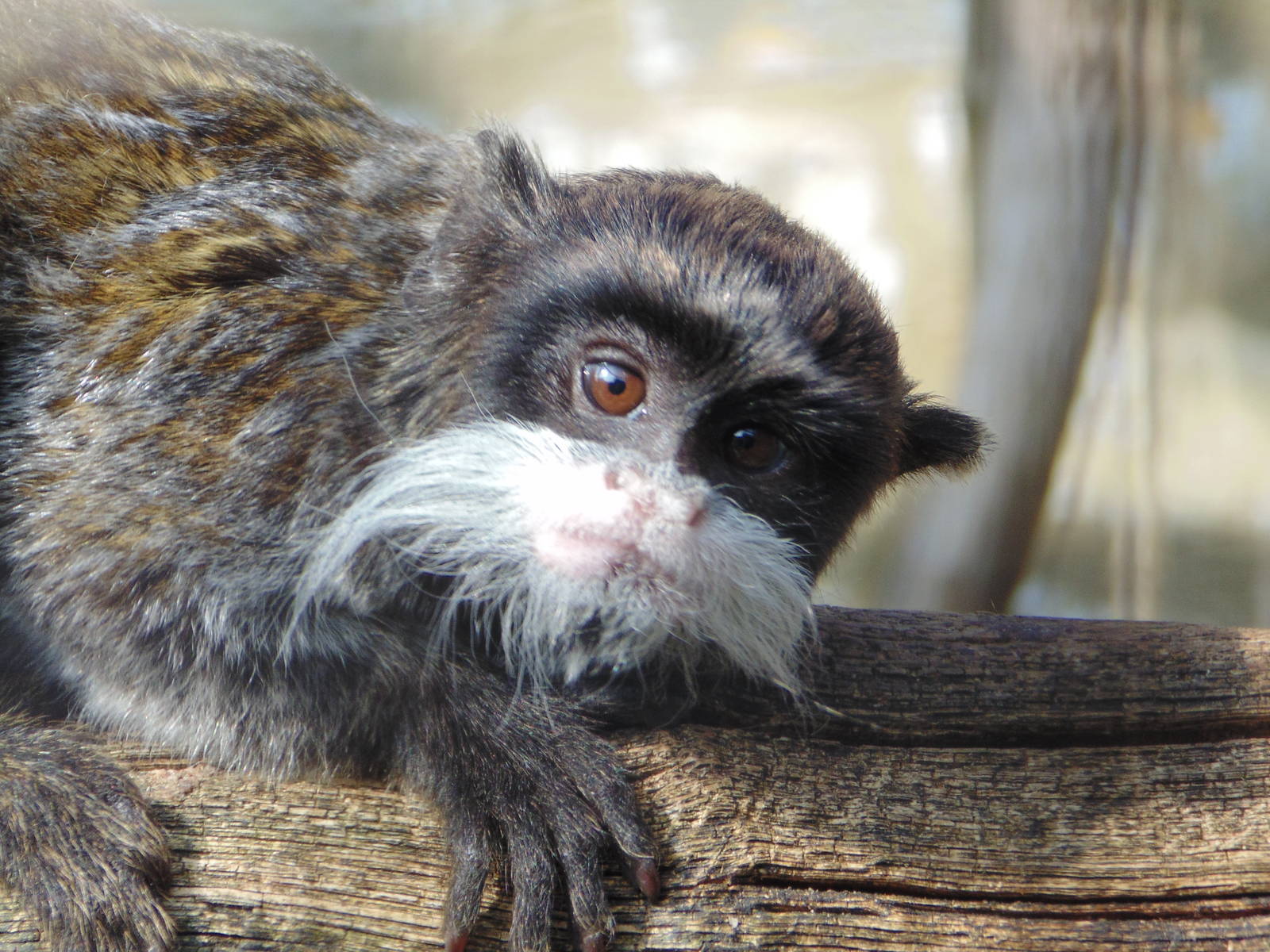 Emperor Tamarin