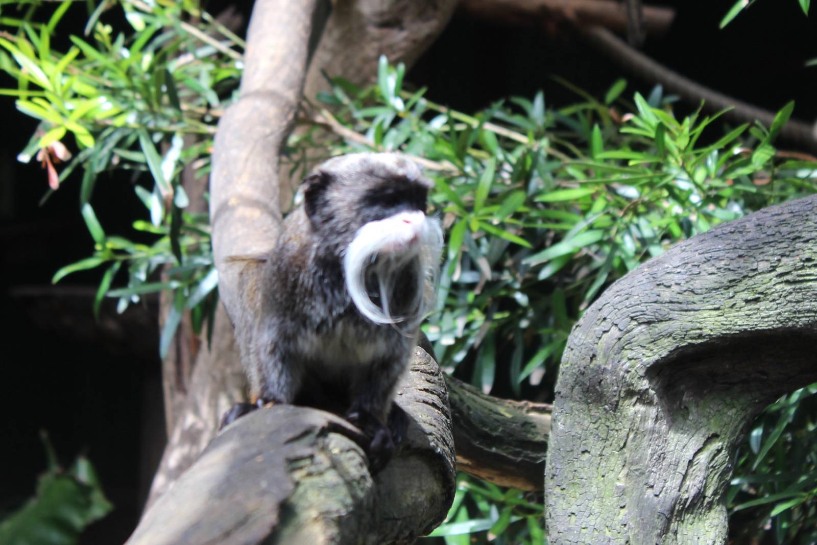 Emperor Tamarin