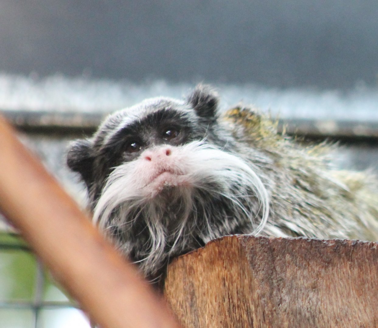 Emperor tamarin