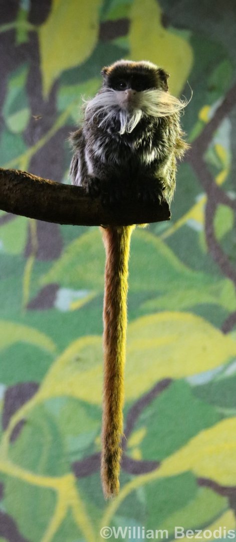 Emperor Tamarin