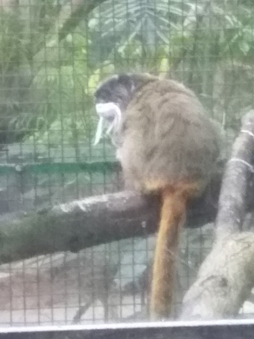 Emperor tamarin