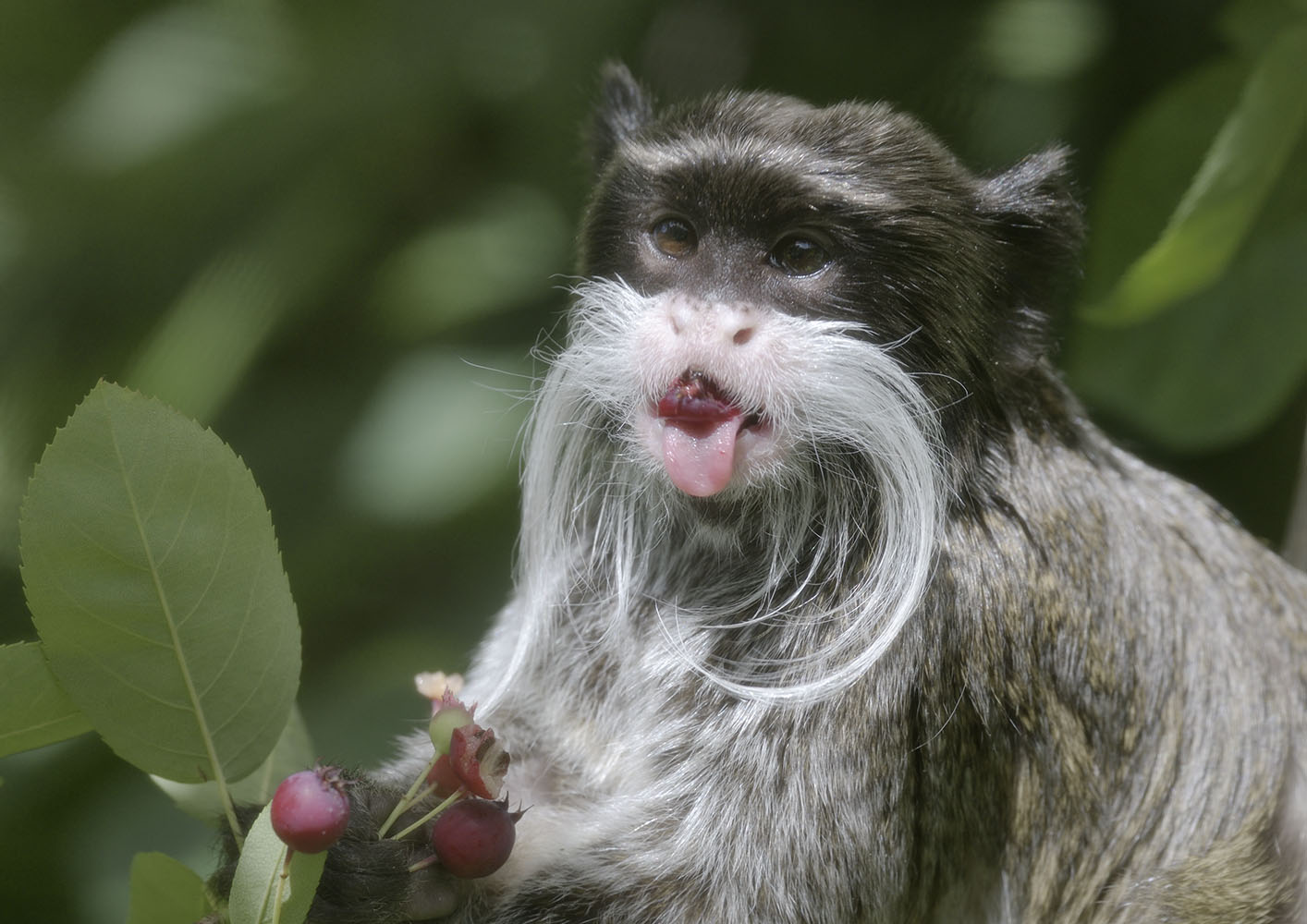 Emperor tamarin