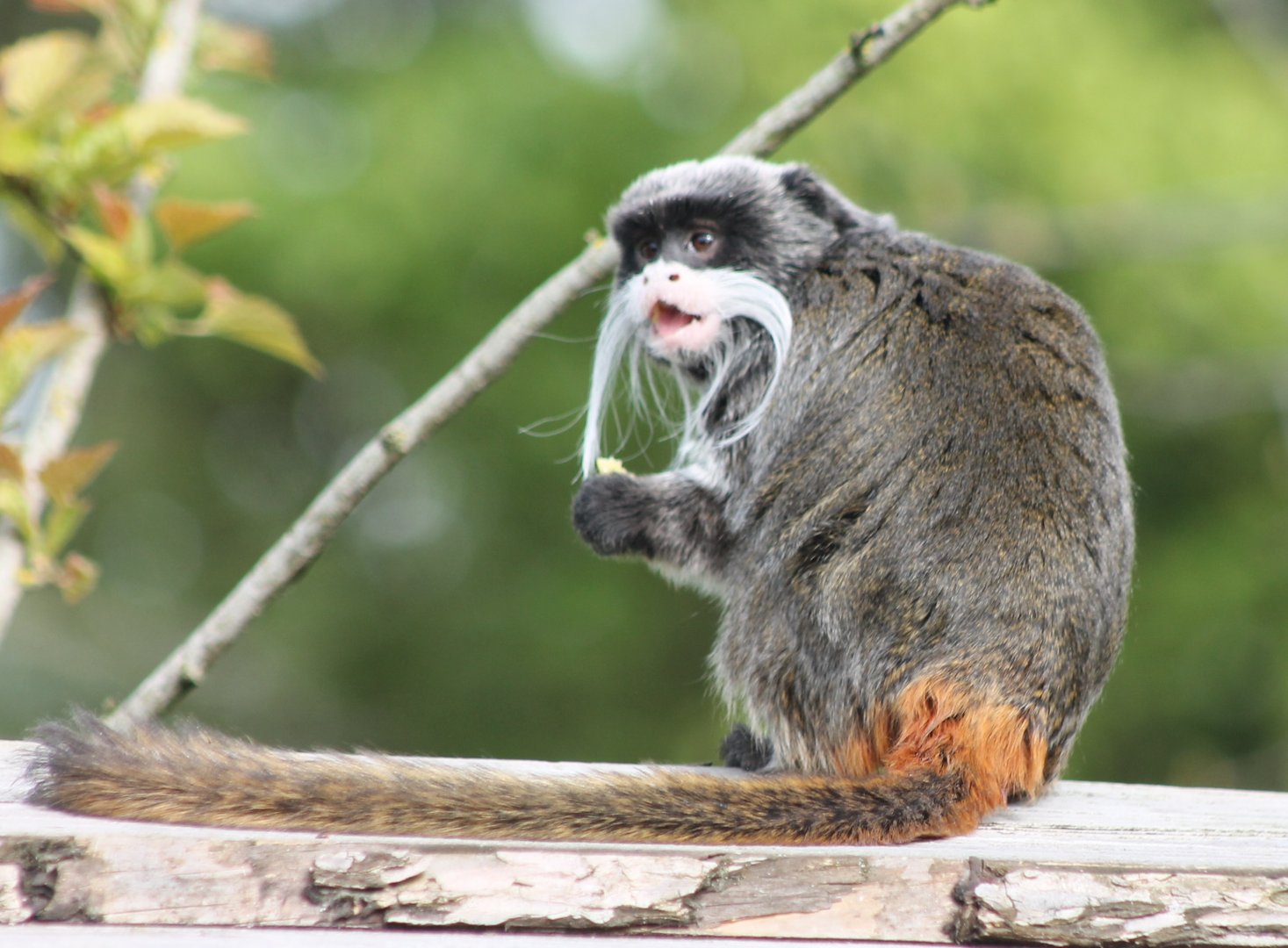 Emperor tamarin