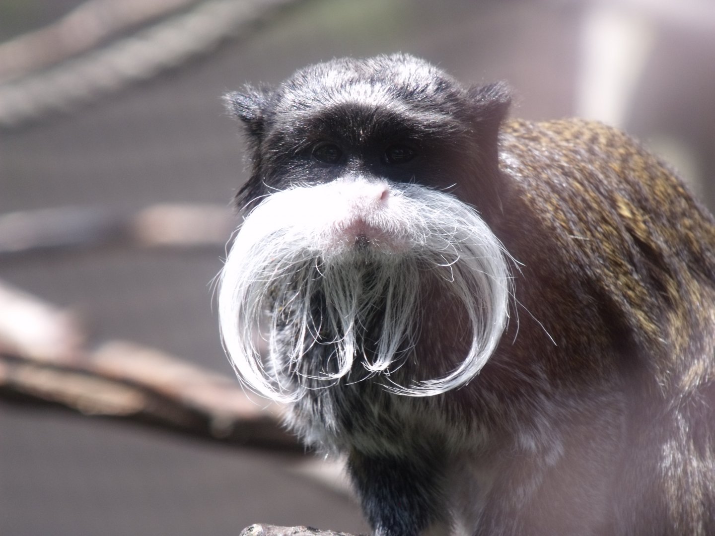Emperor Tamarin