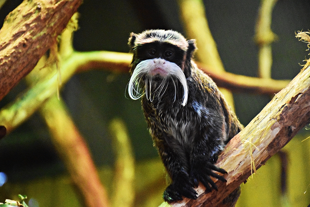 Emperor tamarin