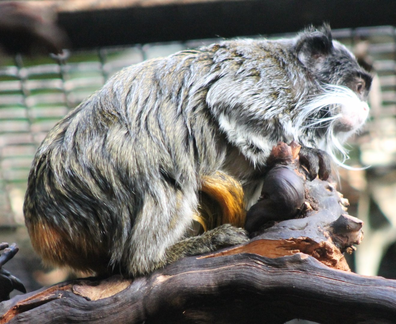 Emperor tamarin