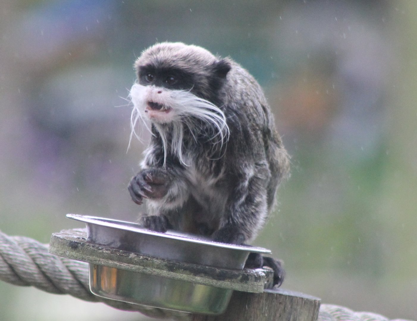 Emperor tamarin