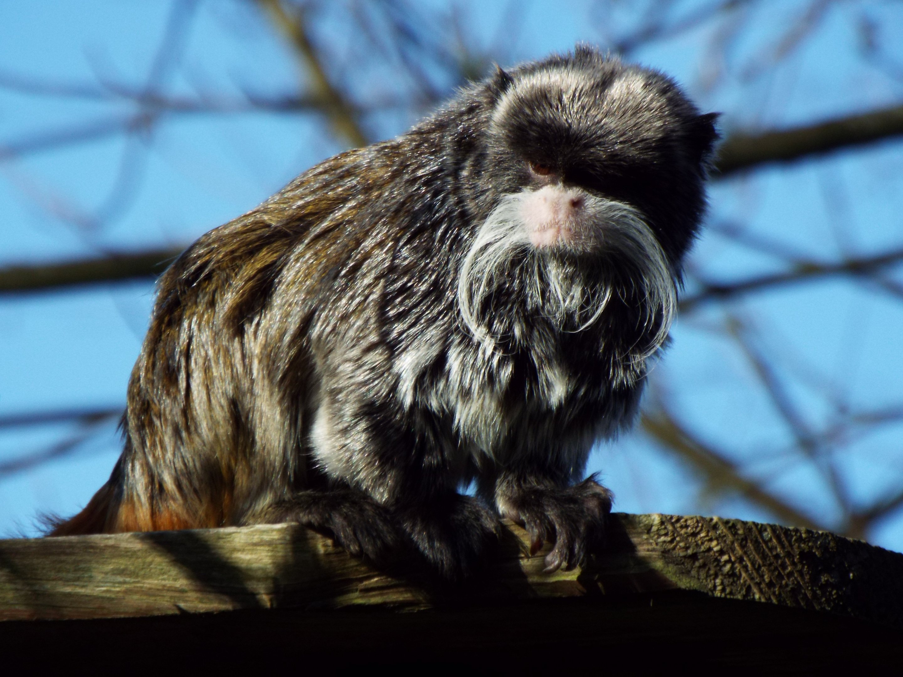 Emperor Tamarin