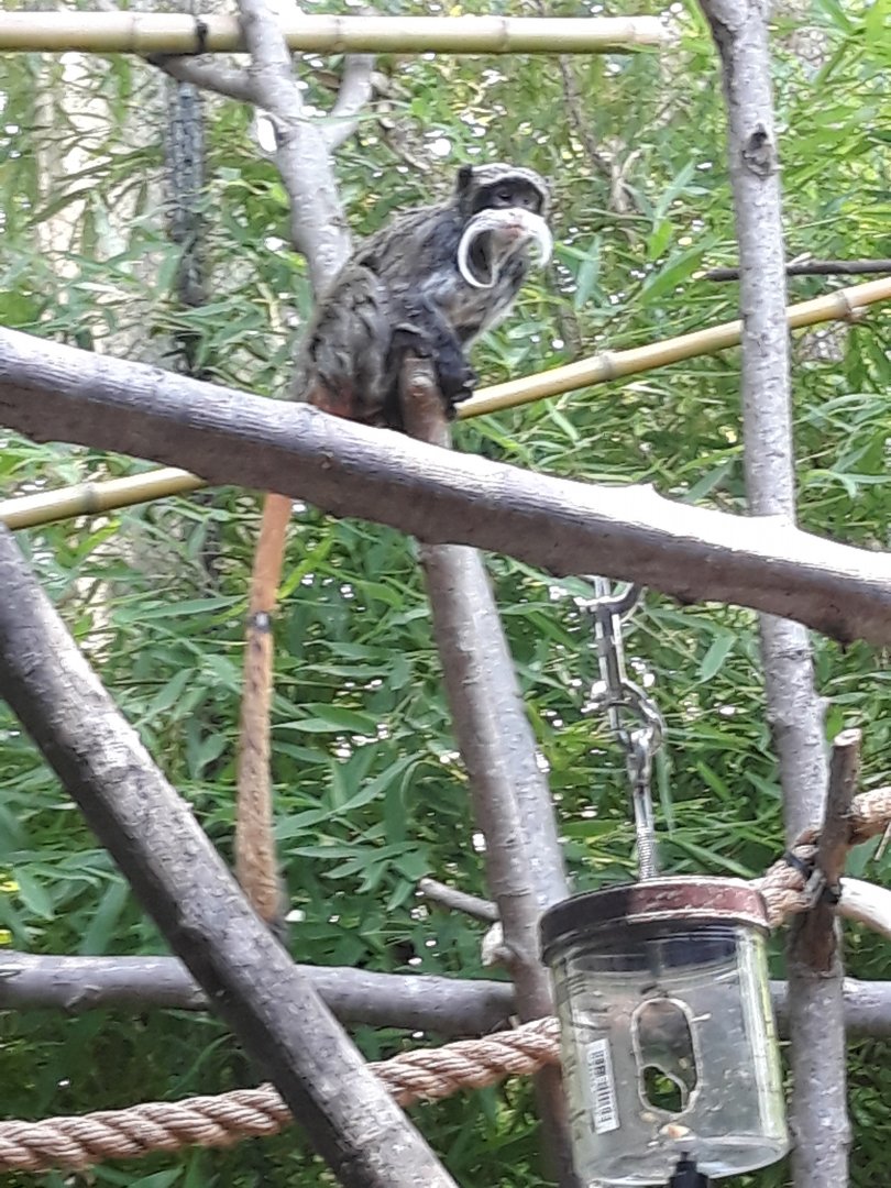 Emperor tamarin