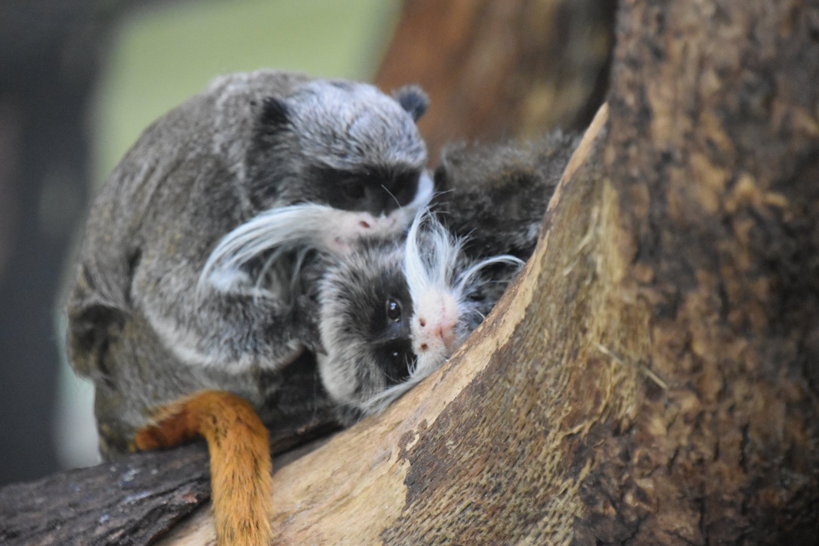 Emperor tamarin