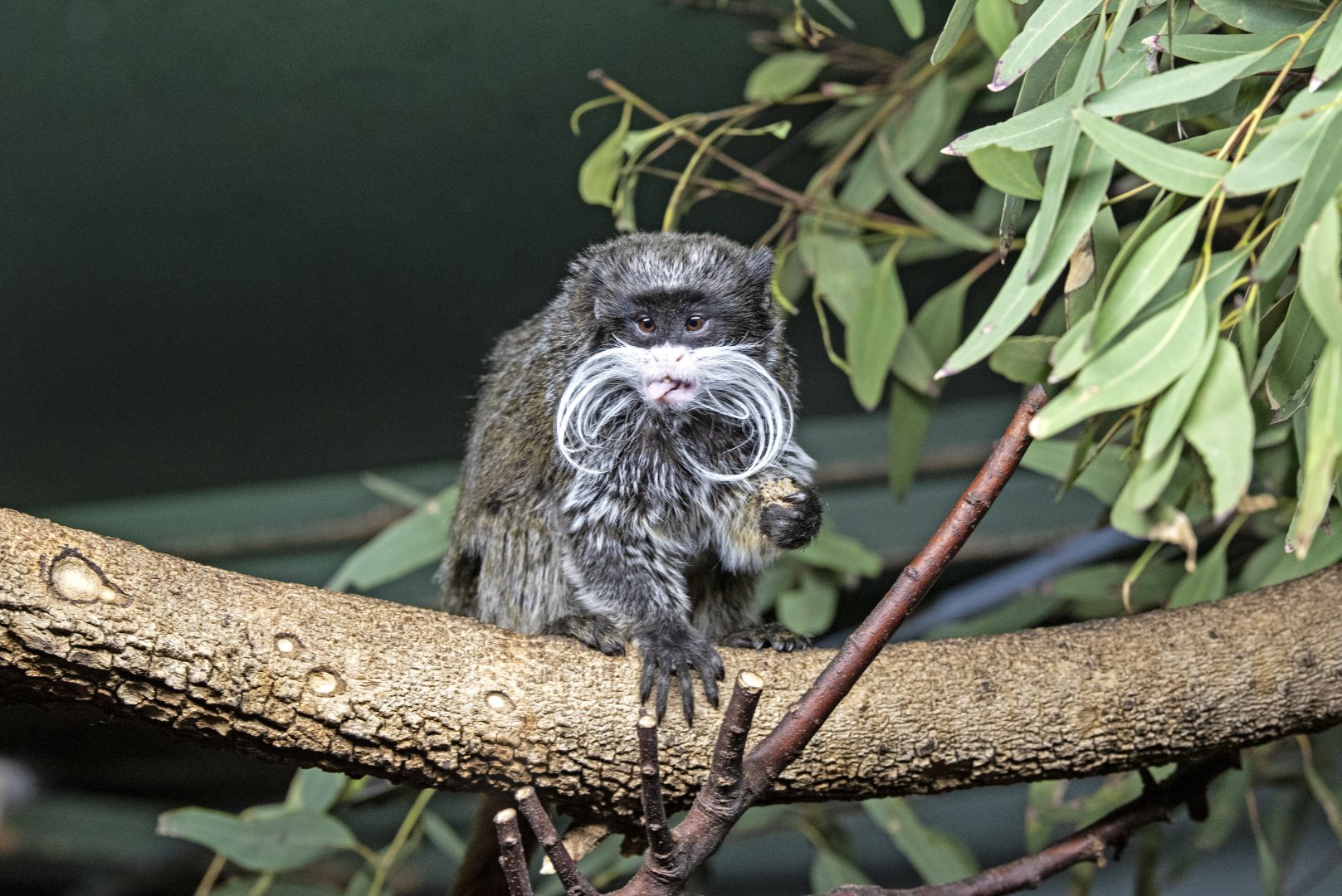 Emperor tamarin