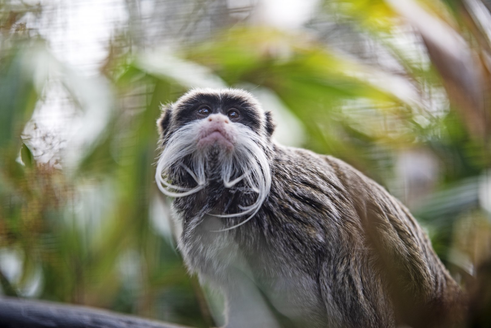 Emperor tamarin