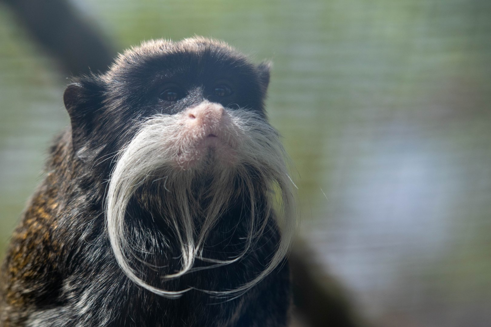 Emperor Tamarin