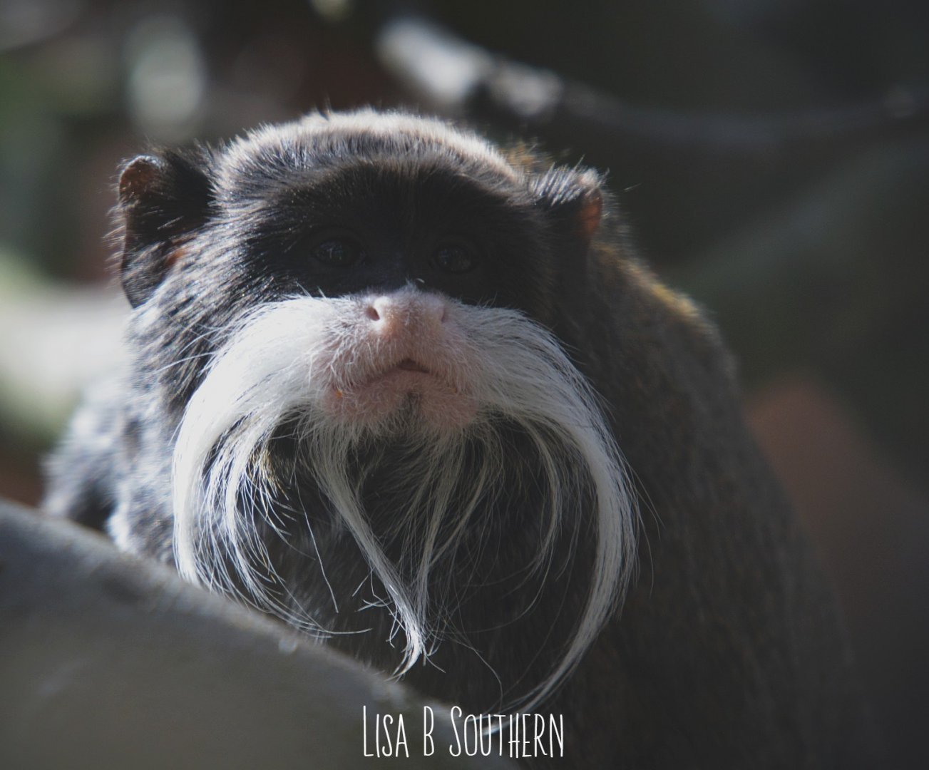 .:Emperor Tamarin:.