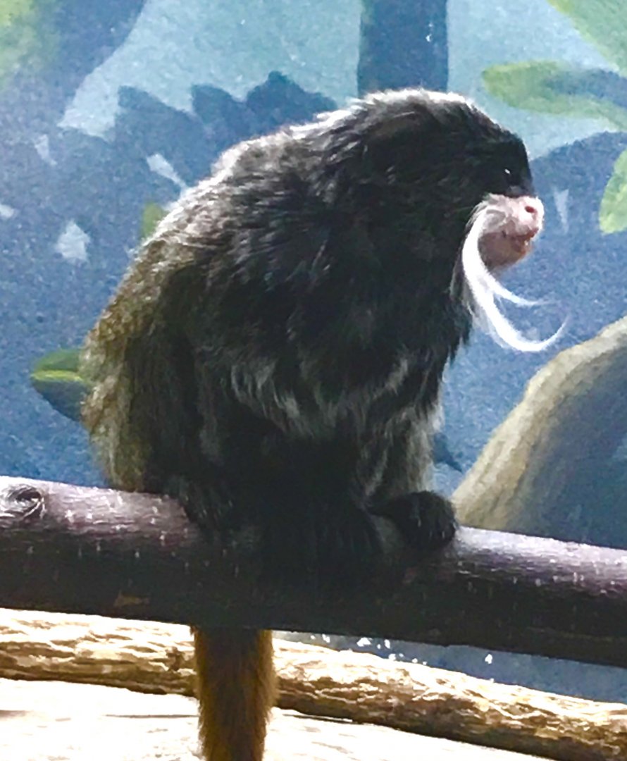 Emperor Tamarin