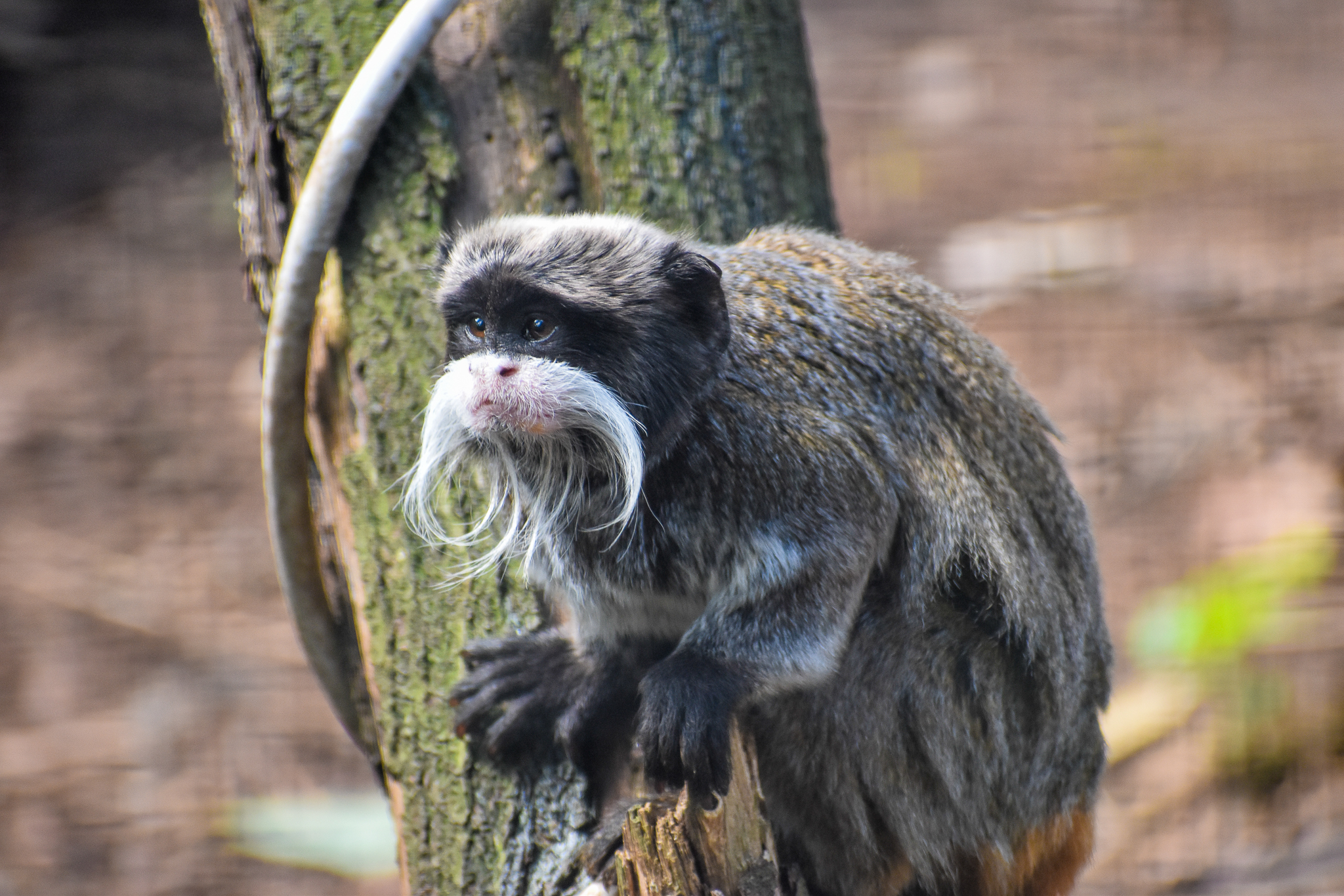 Emperor Tamarin