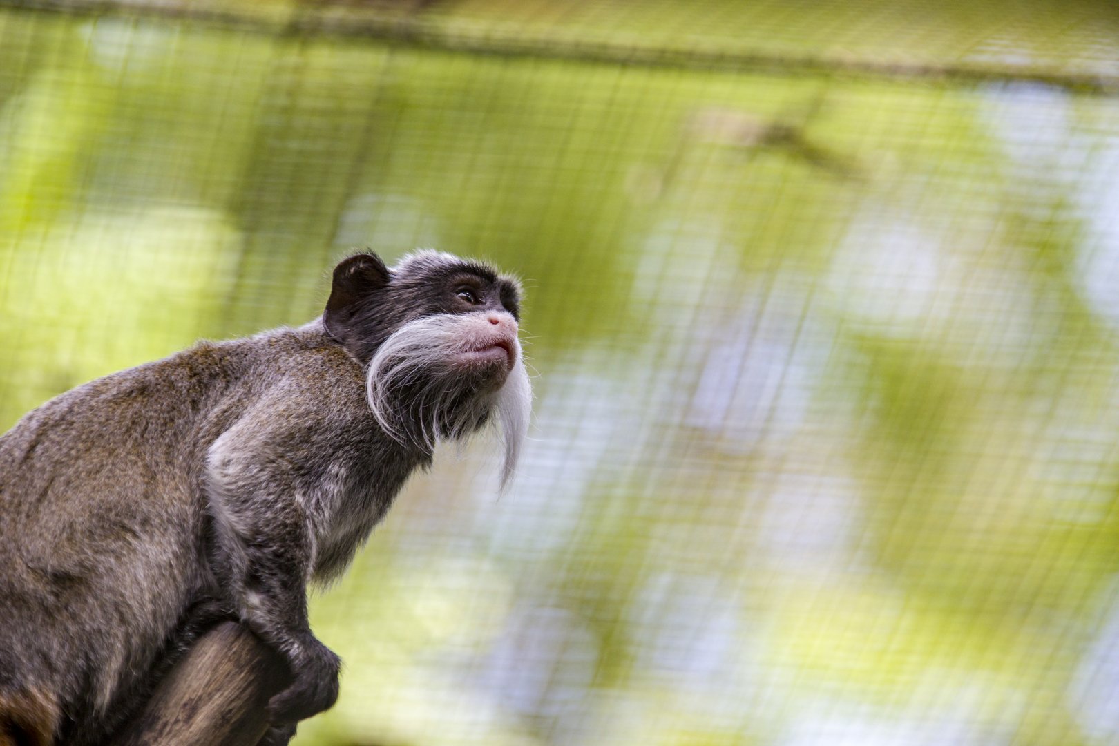 Emperor tamarin