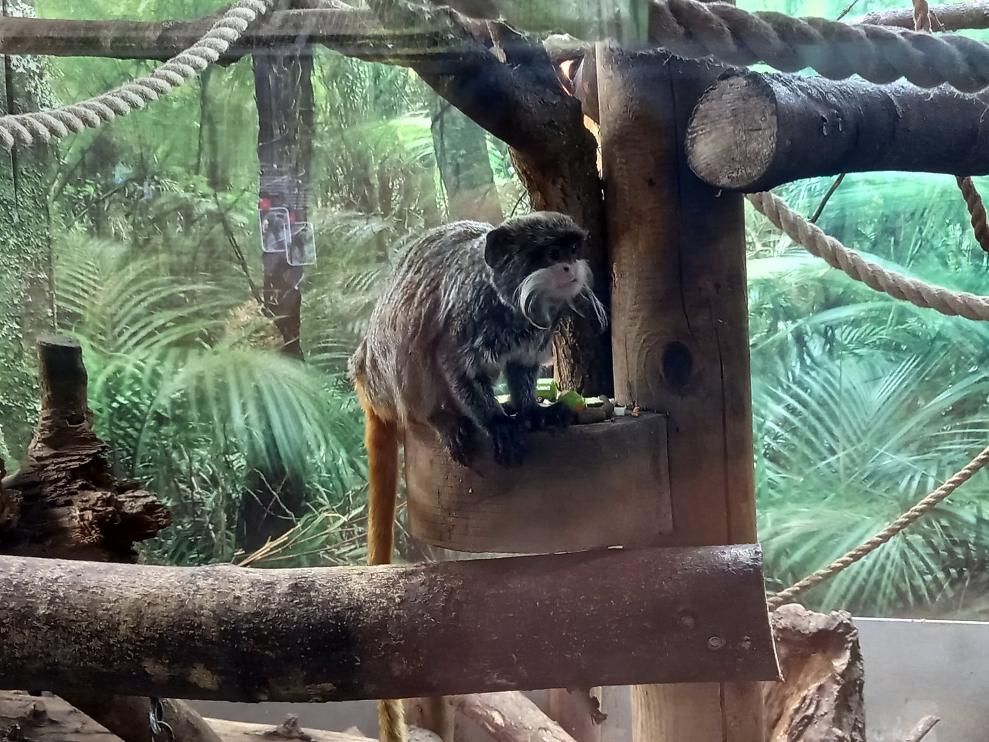 Emperor Tamarin