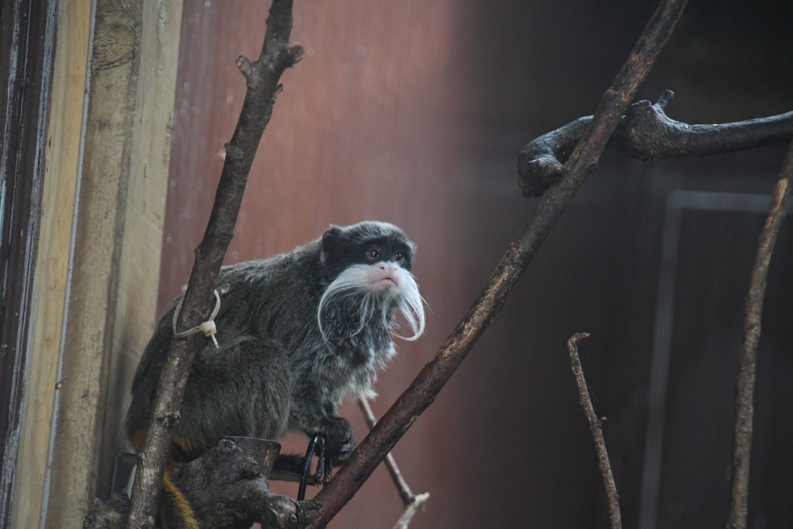 Emperor Tamarin