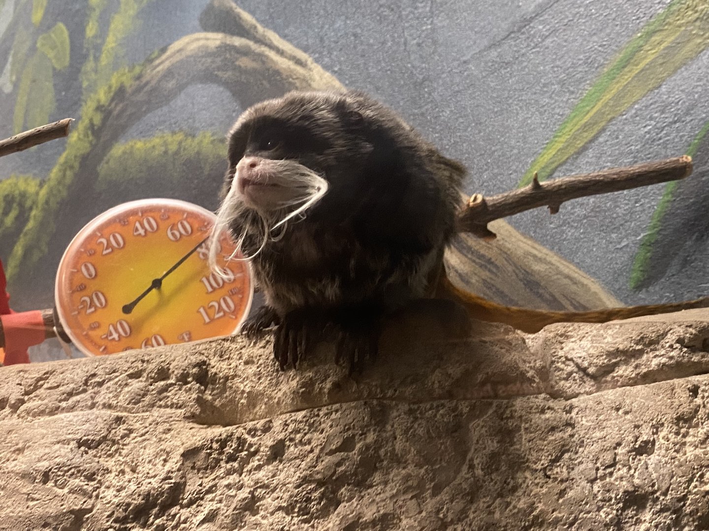 Emperor Tamarin