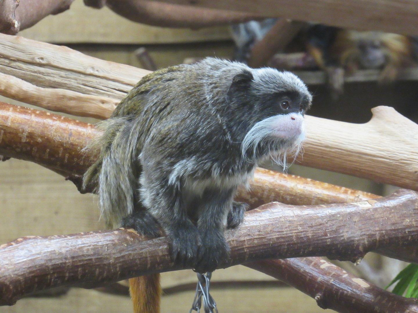 Emperor Tamarin