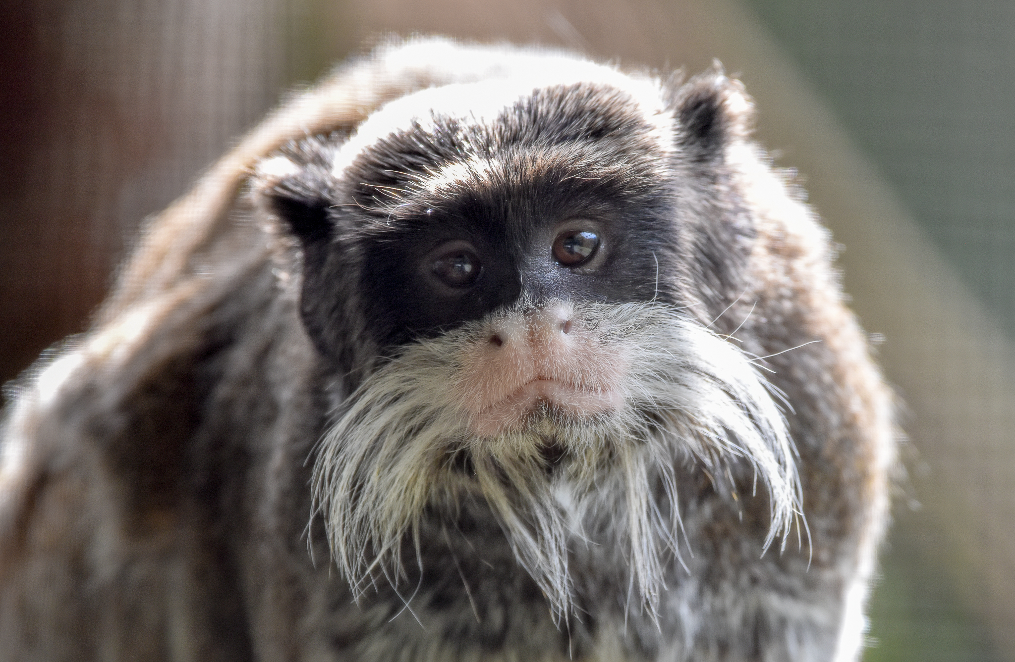 Emperor Tamarin