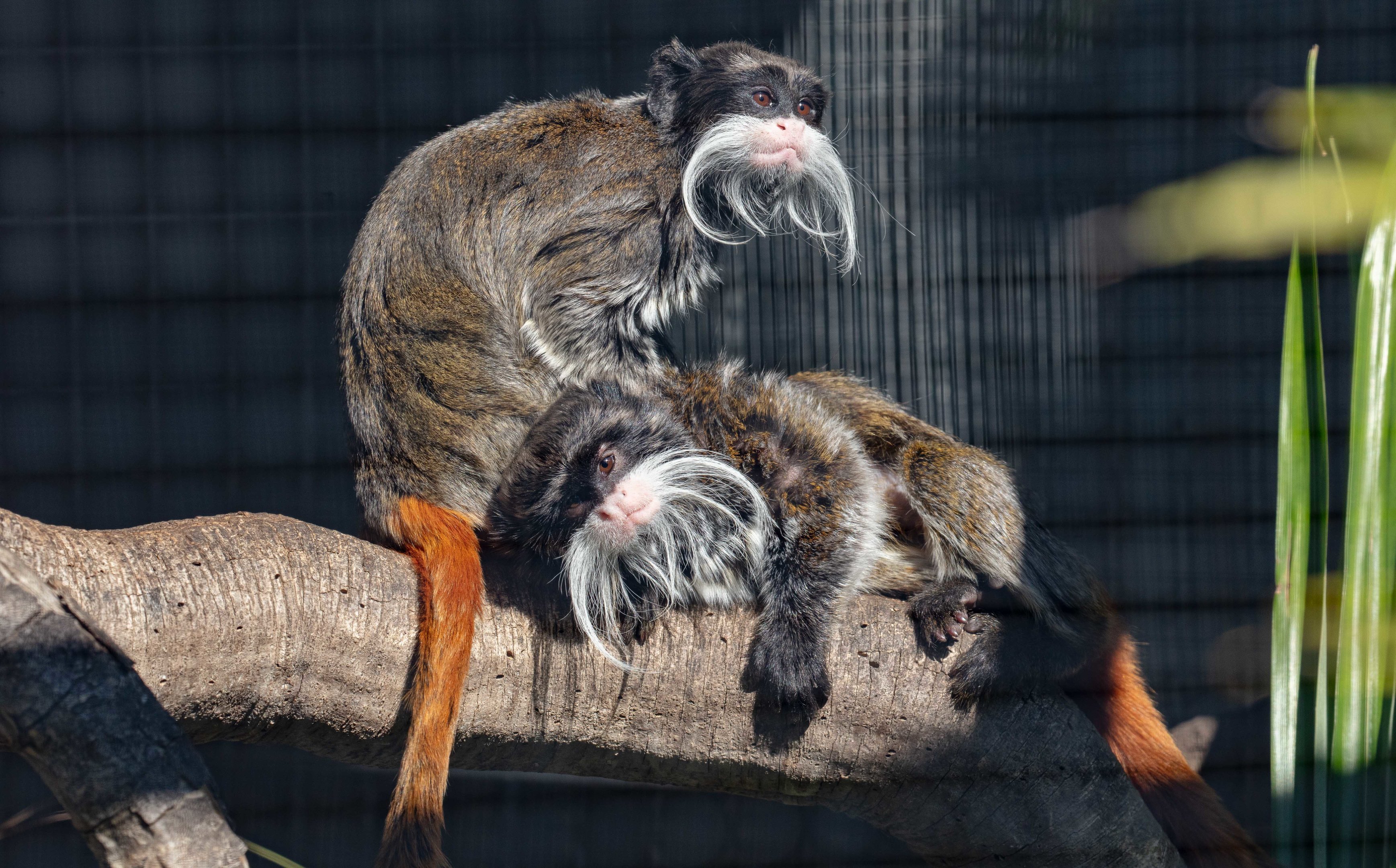 Emperor Tamarin