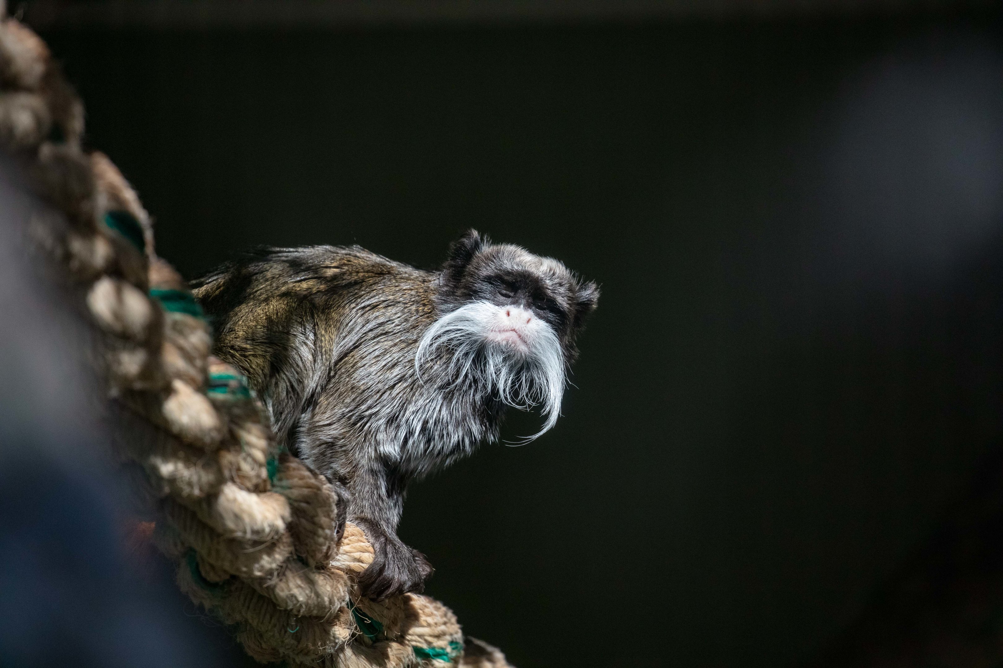Emperor Tamarin