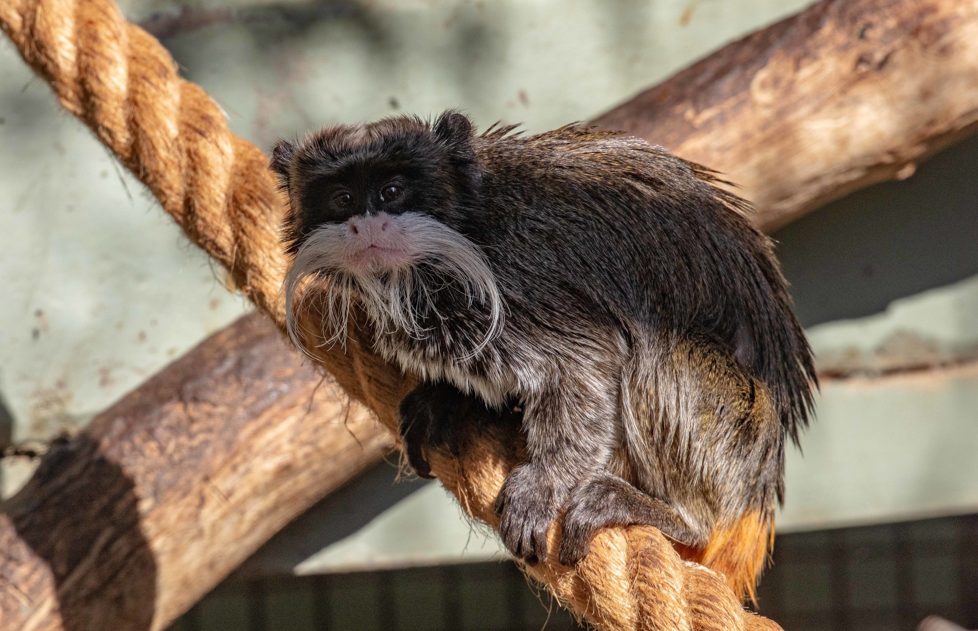 Emperor Tamarin