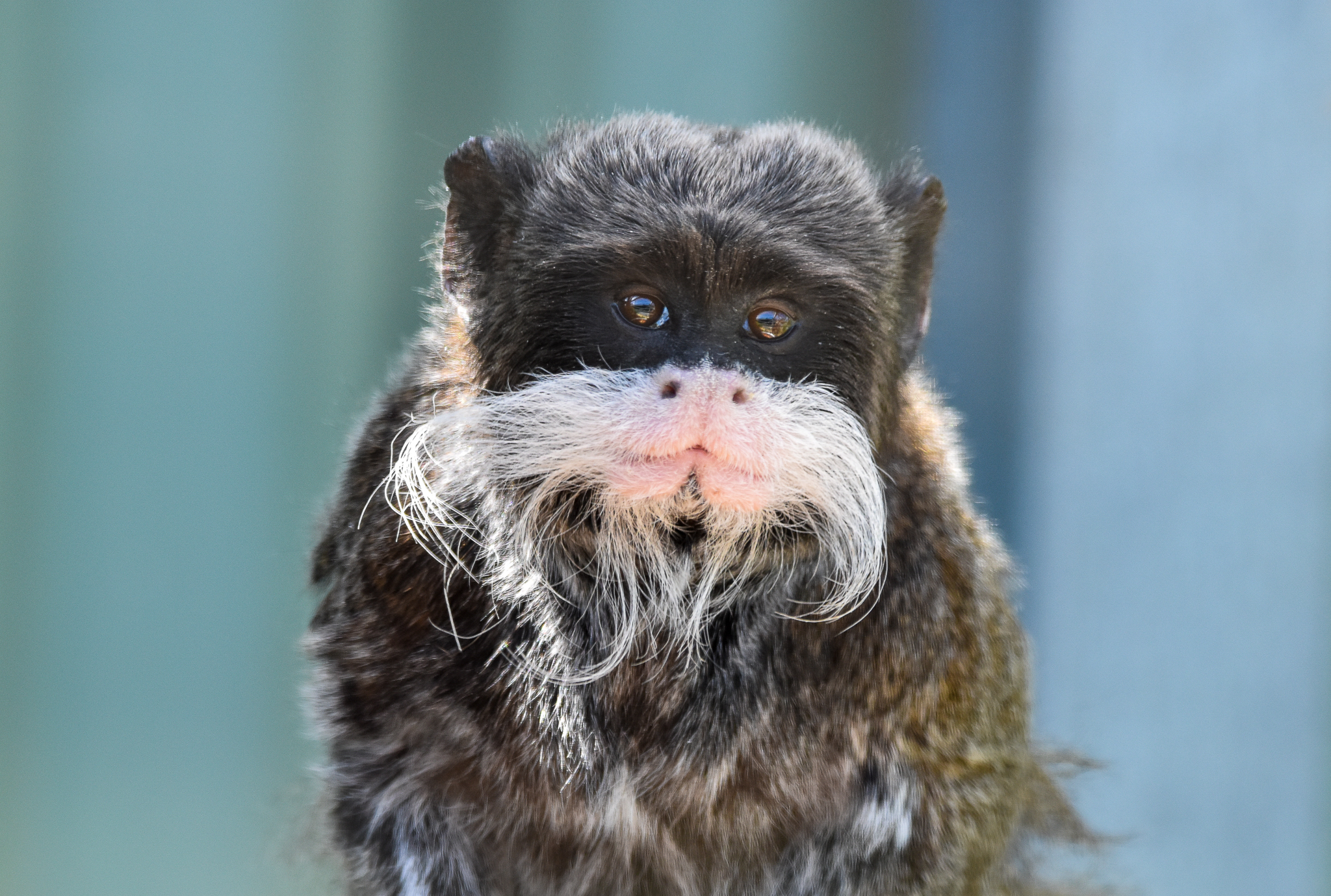 Emperor Tamarin