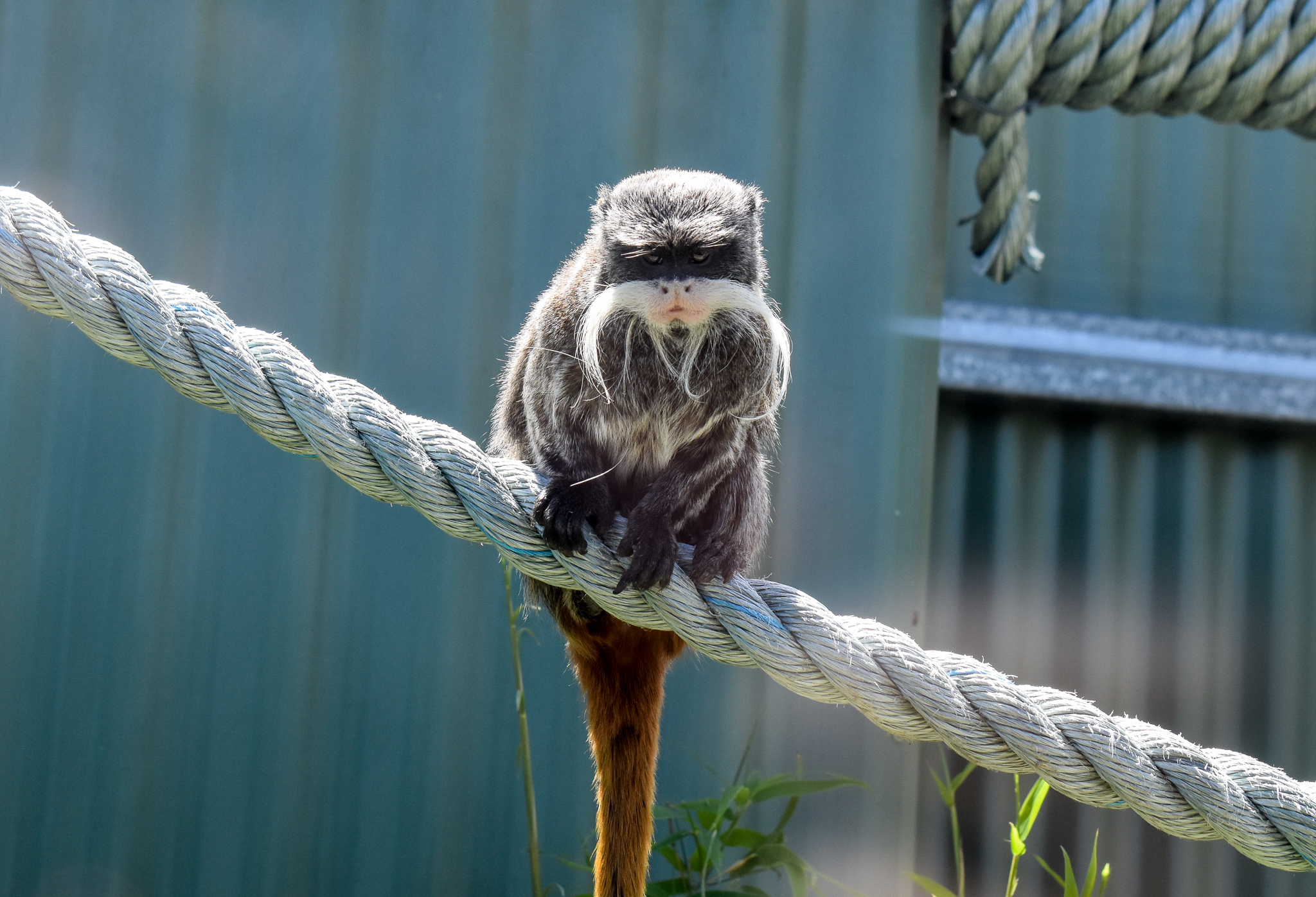 Emperor Tamarin