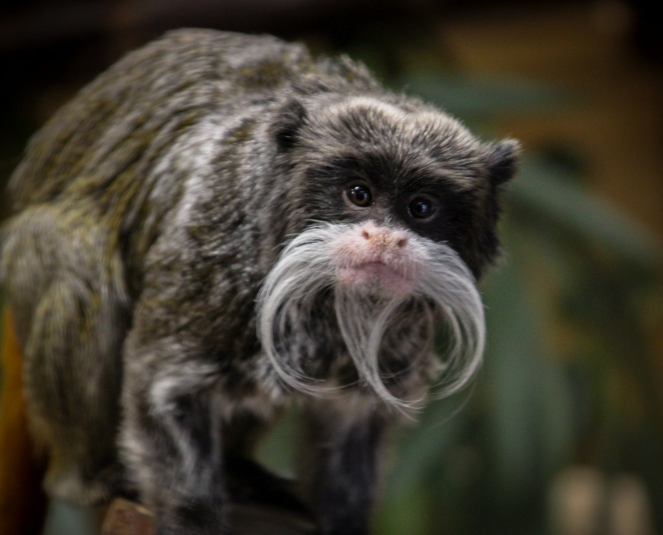 Emperor Tamarin