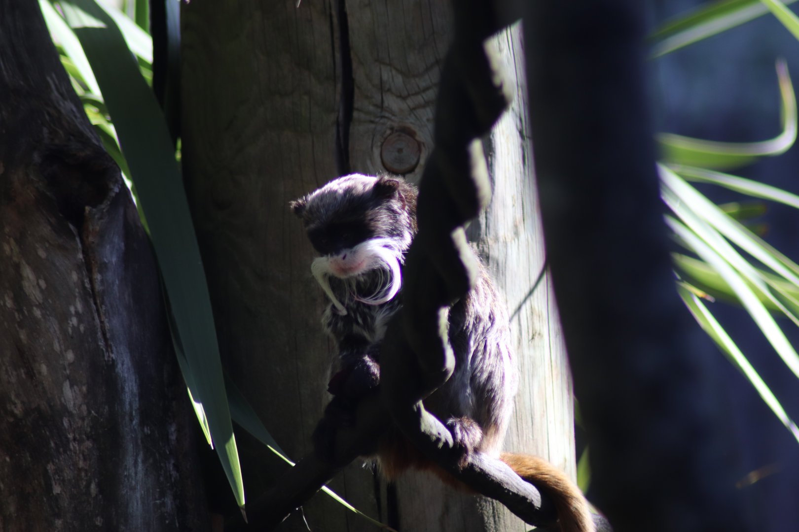 Emperor Tamarin