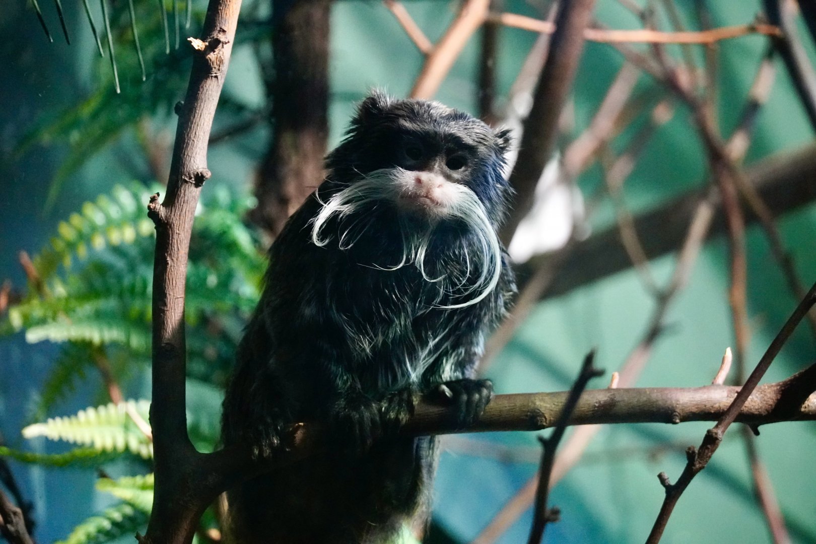 Emperor Tamarin