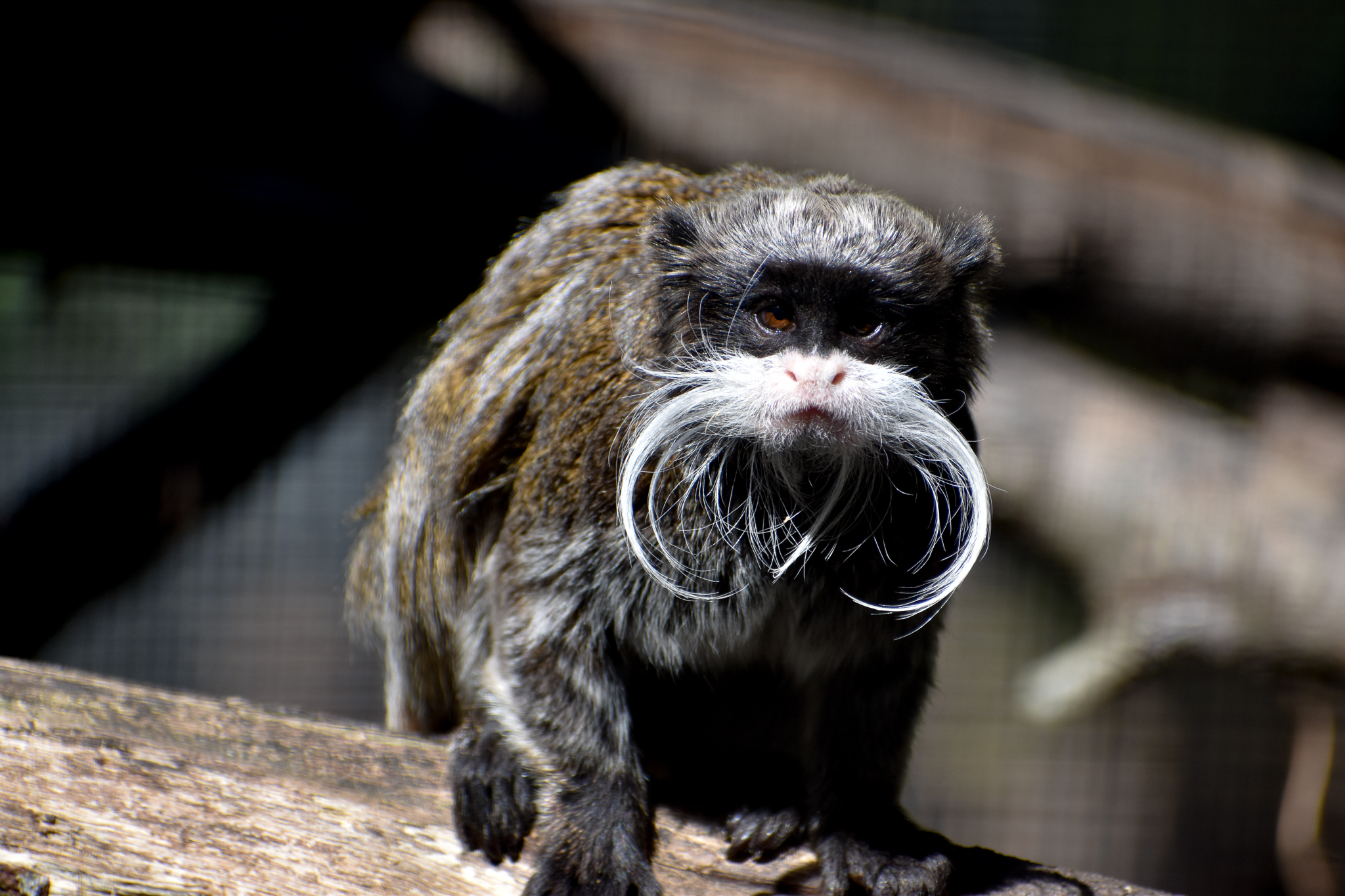 Emperor Tamarin