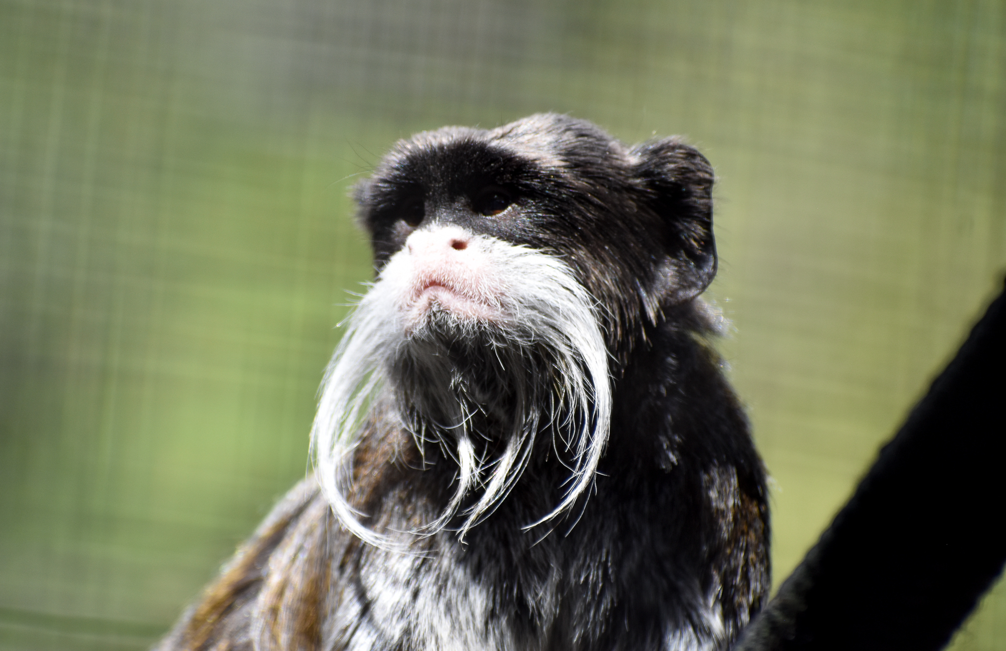 Emperor Tamarin