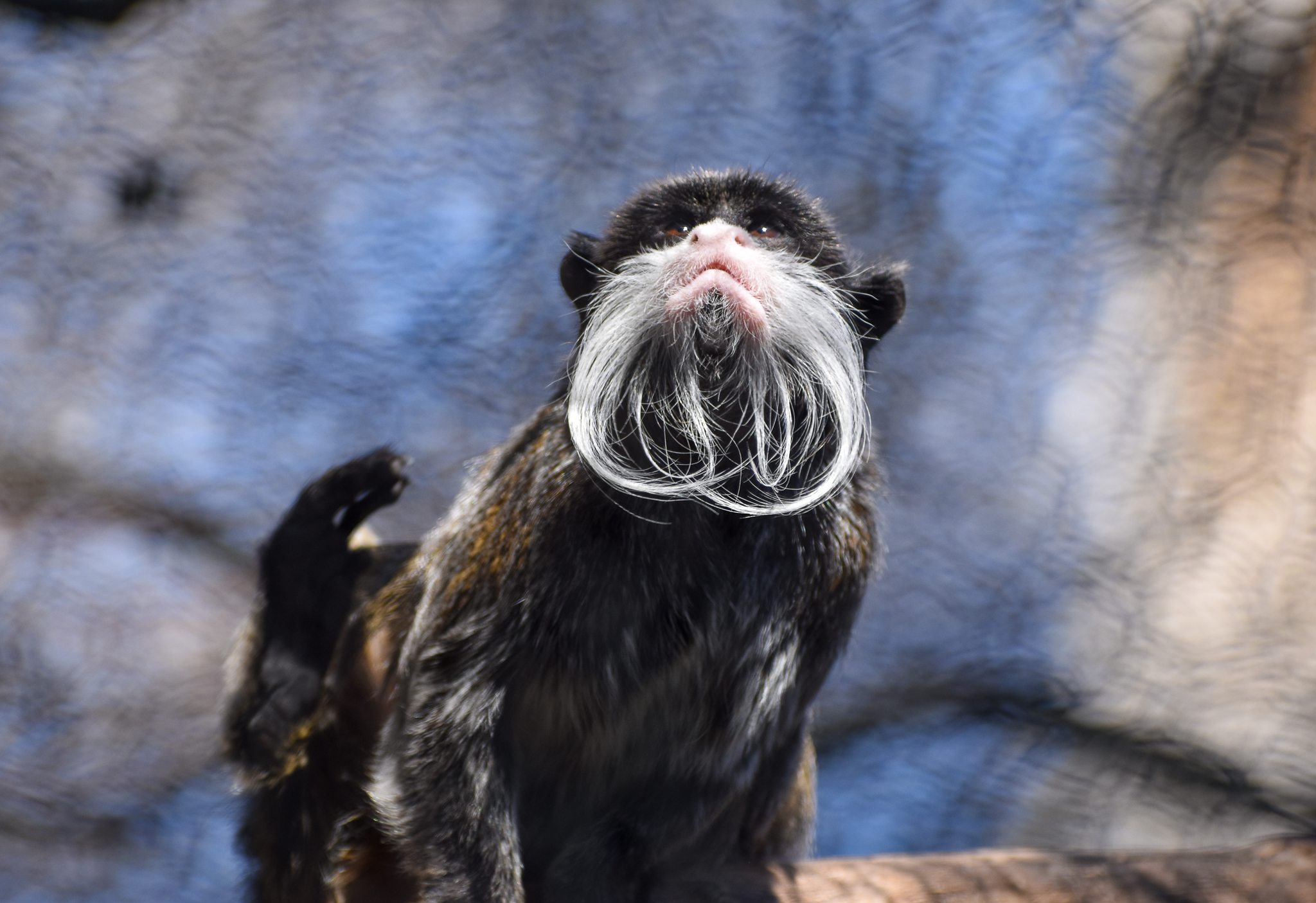 Emperor Tamarin