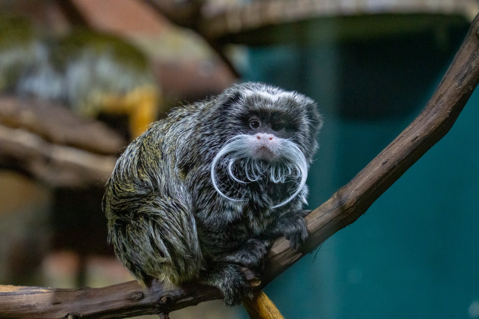 Emperor tamarin