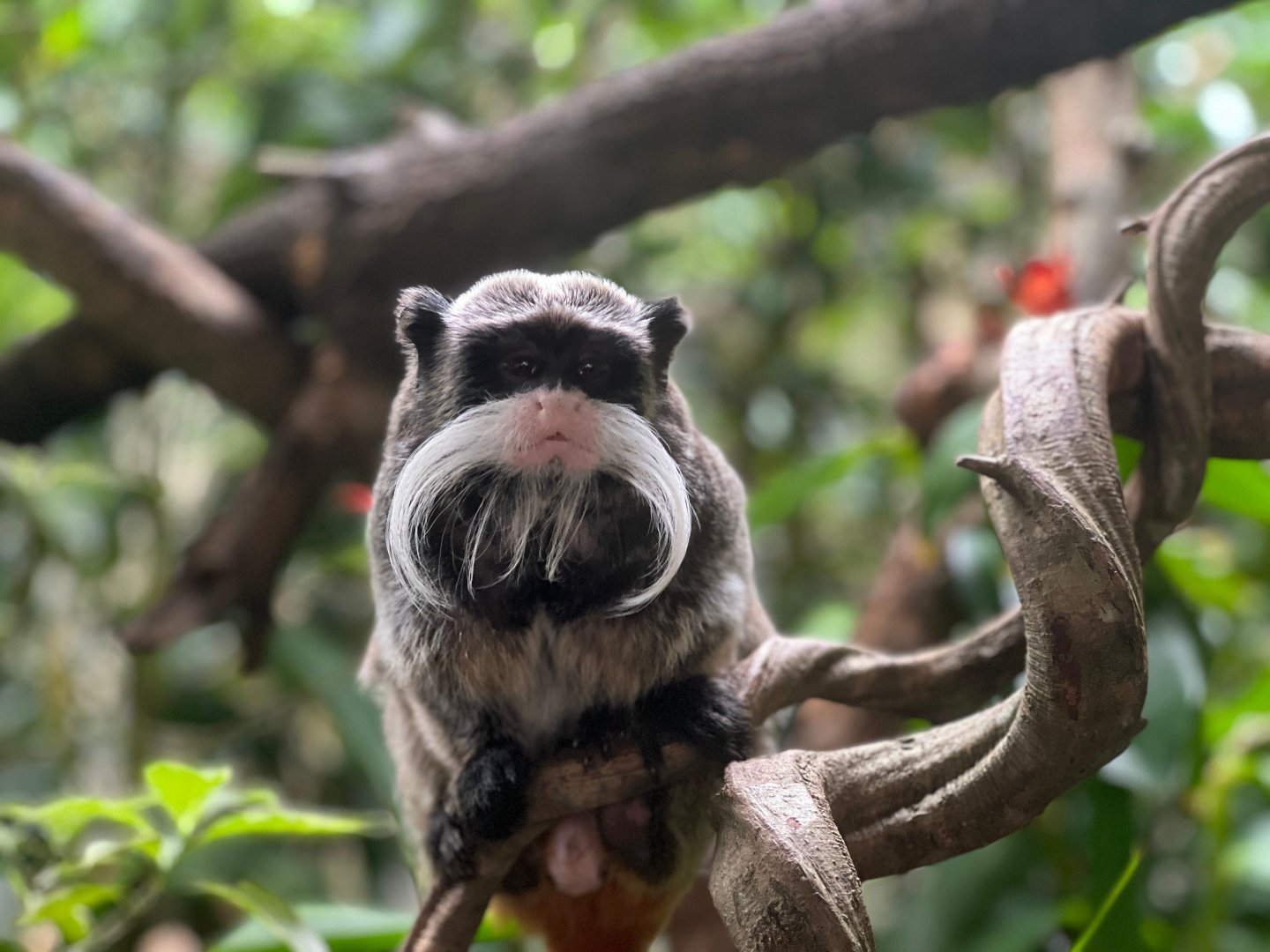 Emperor tamarin