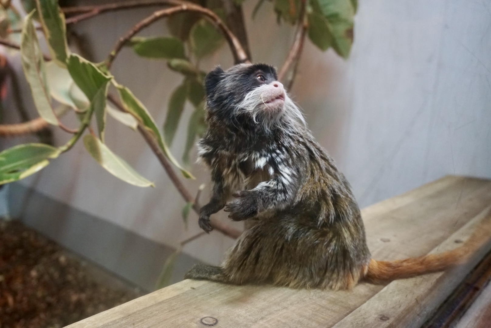 Emperor Tamarin