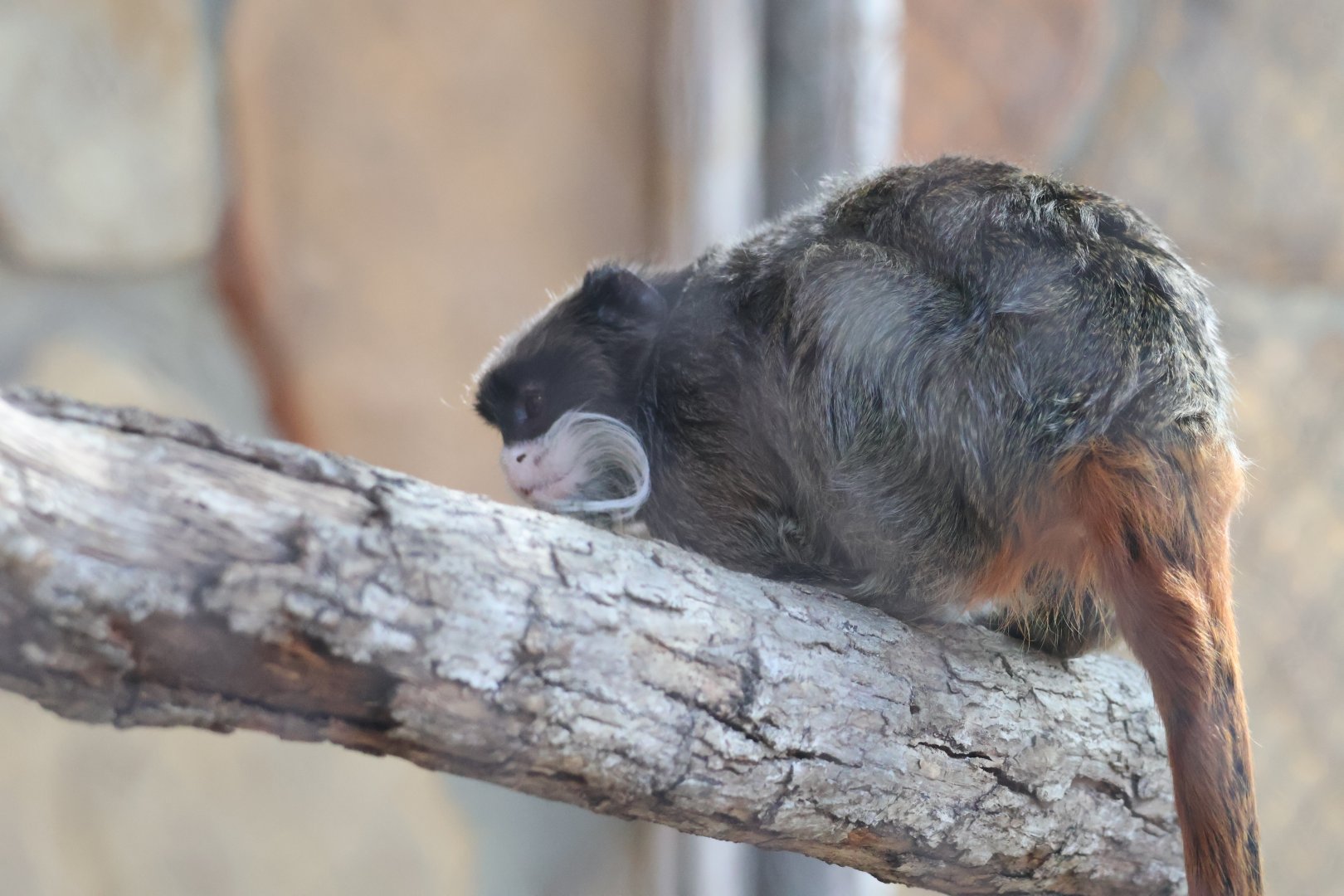 Emperor Tamarin