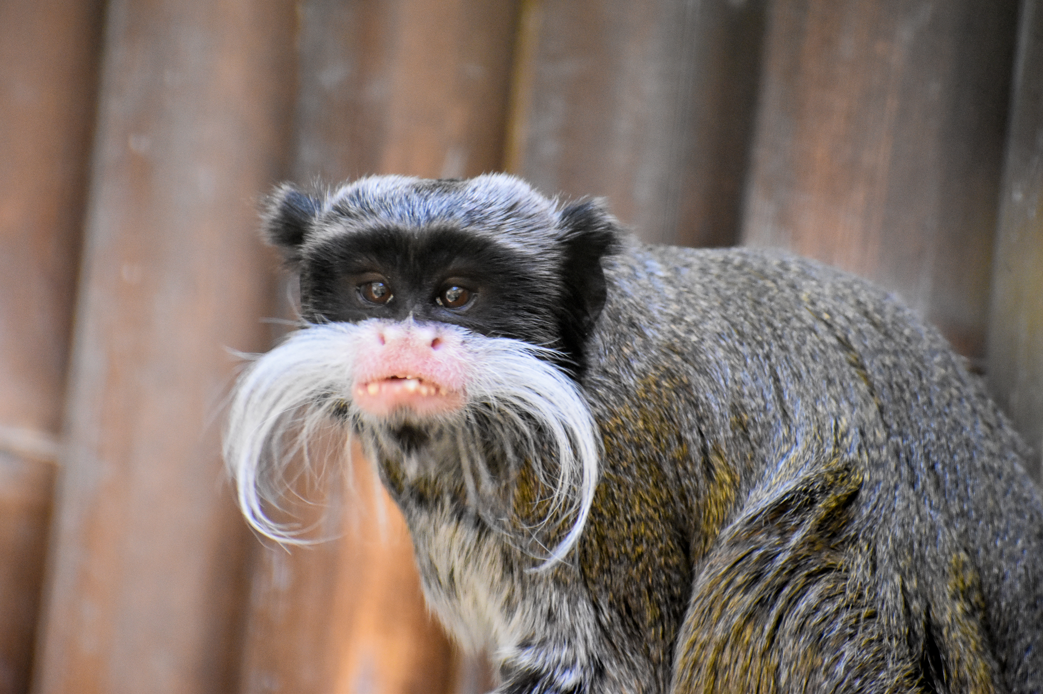 Emperor Tamarin