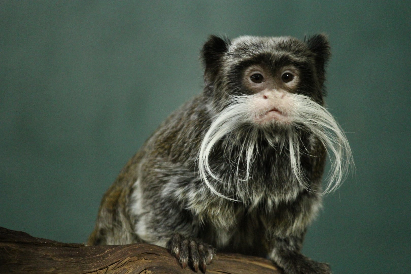 Emperor Tamarin