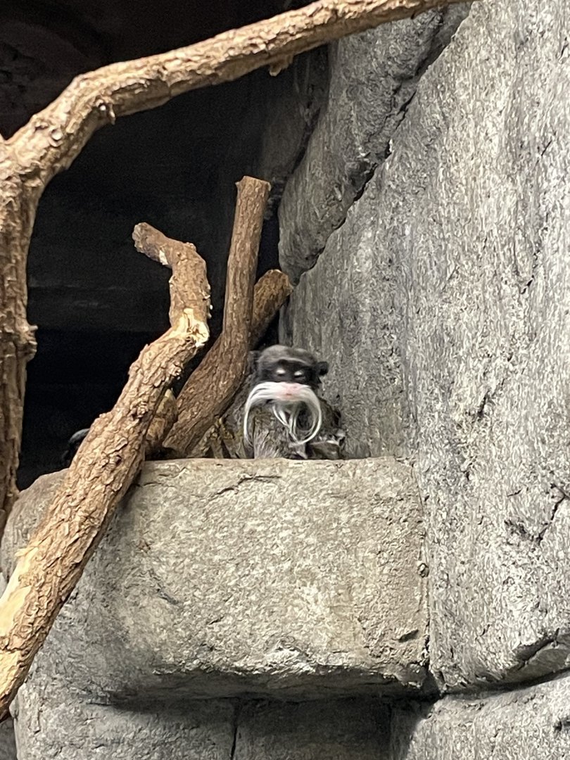 Emperor Tamarin