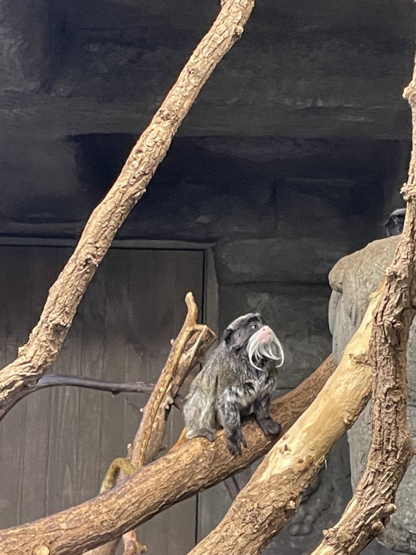 Emperor Tamarin