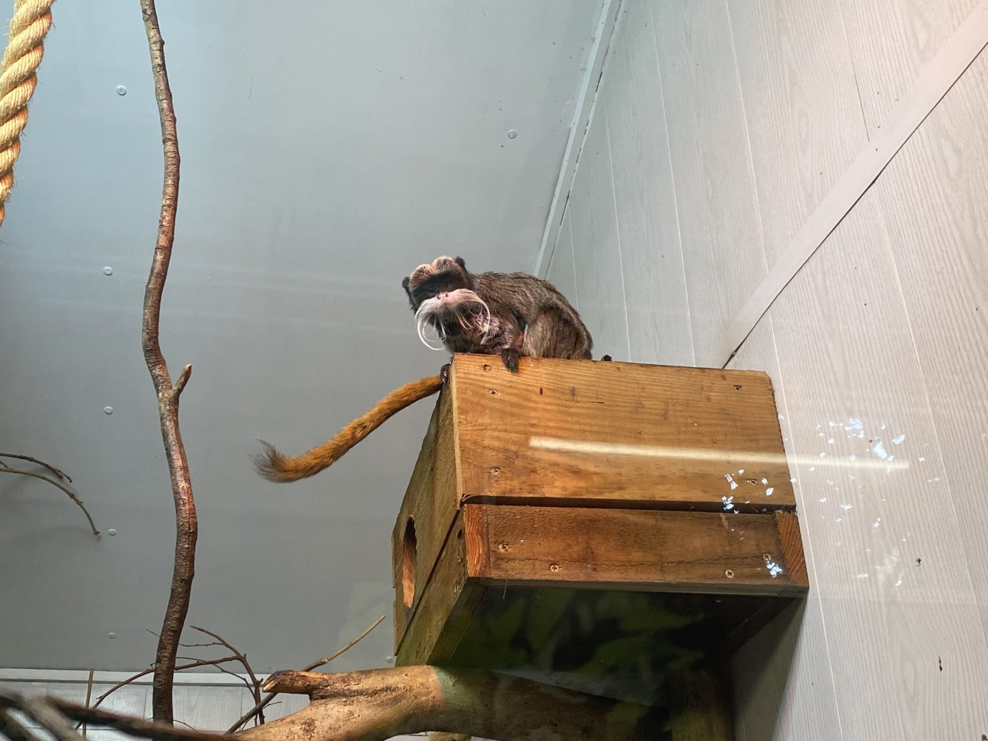 Emperor tamarin