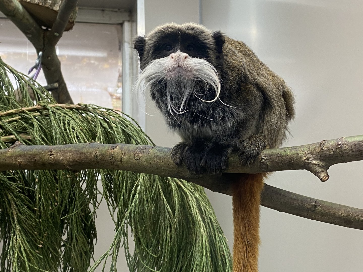 Emperor tamarin